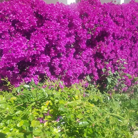 Ondina מלון